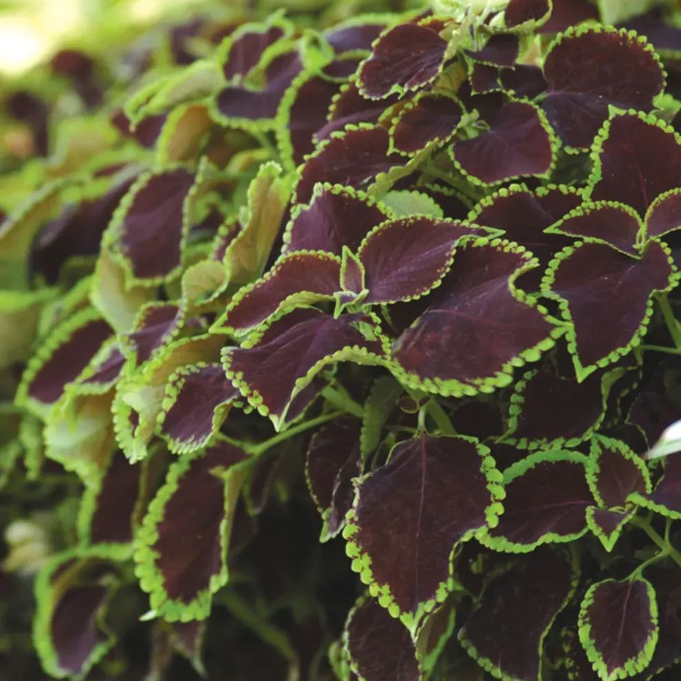 🥰Hot Selling✨Leaf Plant Coleus Seeds