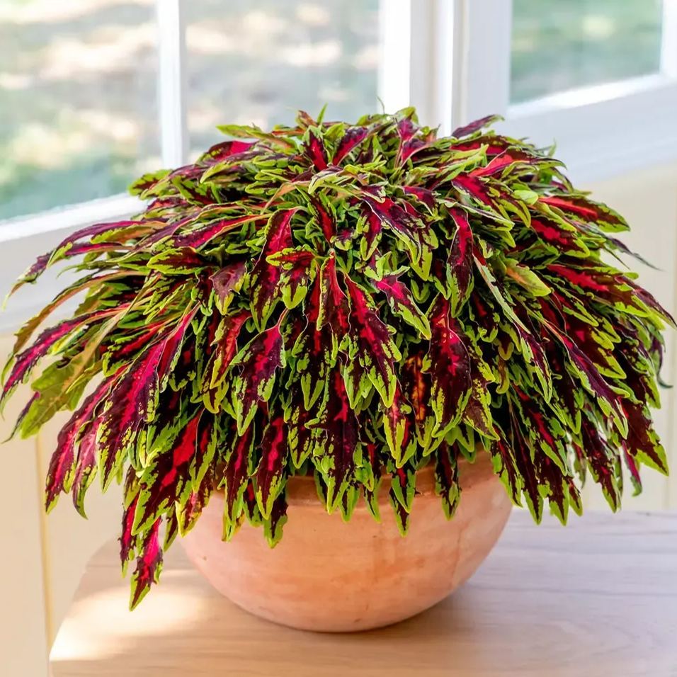 🥰Hot Selling✨Leaf Plant Coleus Seeds