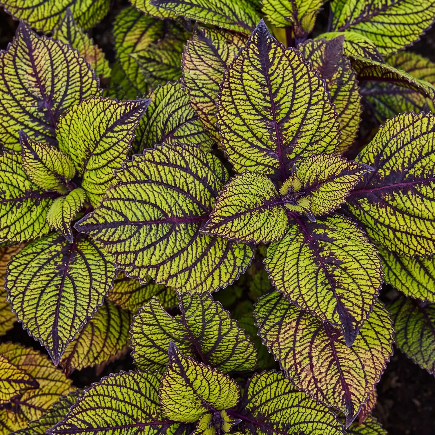🥰Hot Selling✨Leaf Plant Coleus Seeds