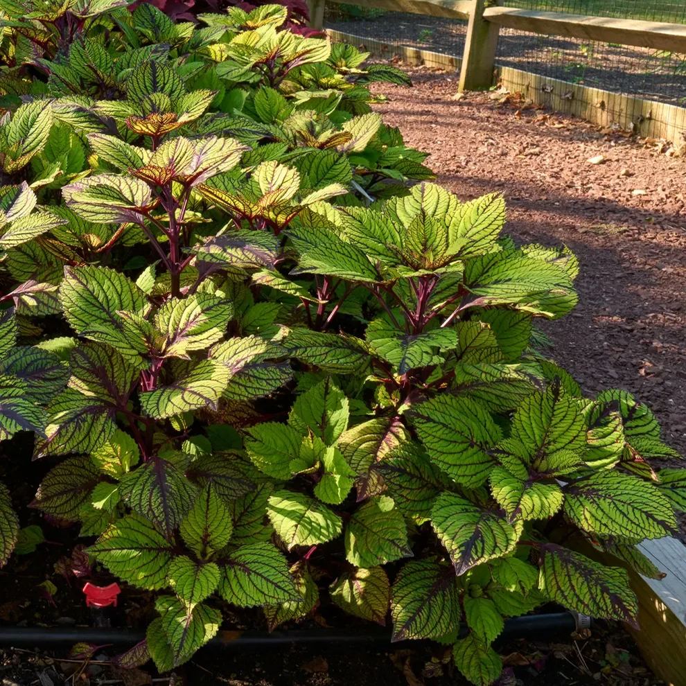 🥰Hot Selling✨Leaf Plant Coleus Seeds