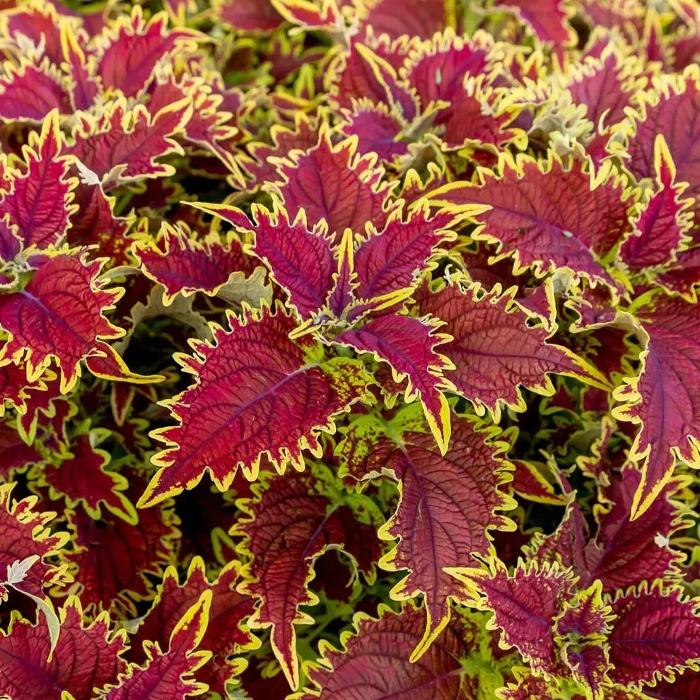 🥰Hot Selling✨Leaf Plant Coleus Seeds