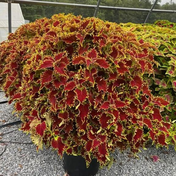 🥰Hot Selling✨Leaf Plant Coleus Seeds