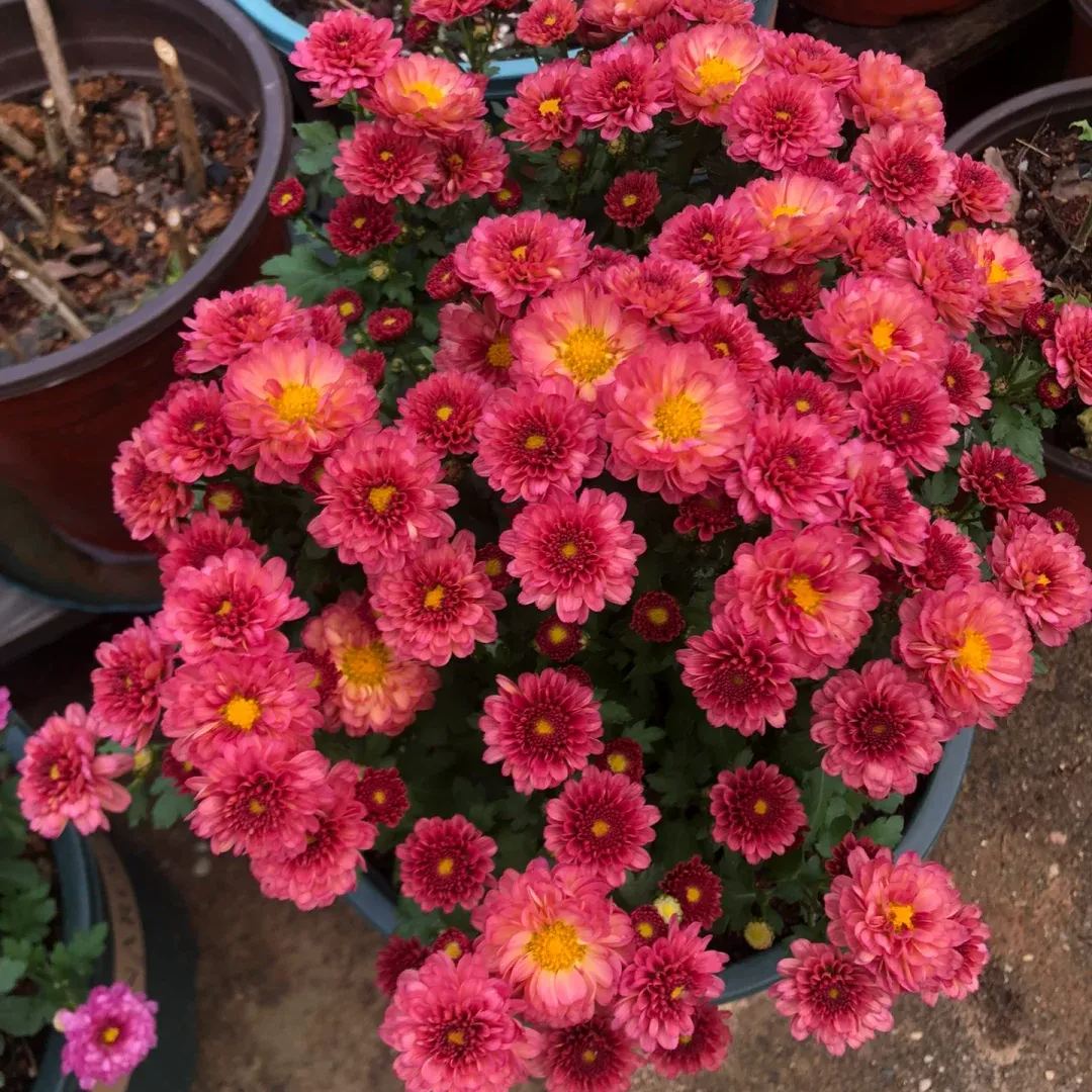 🌈Hot Sale💥Mixed Color Candy Aster Seeds 100 pcs ~ Sown In All Seasons