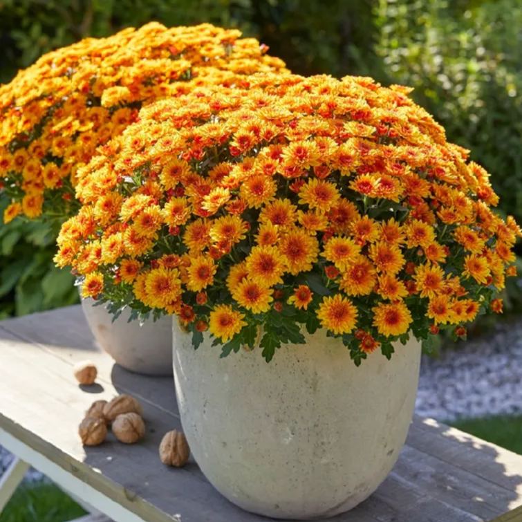 🌈Hot Sale💥Mixed Color Candy Aster Seeds 100 pcs ~ Sown In All Seasons