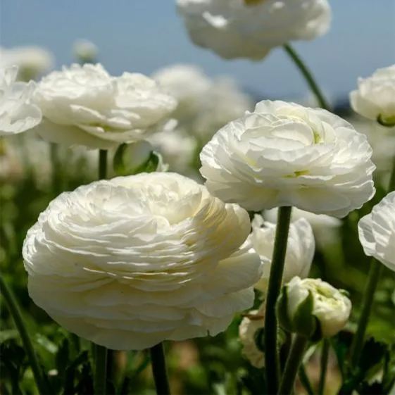 Selected Ranunculus 50 Seeds