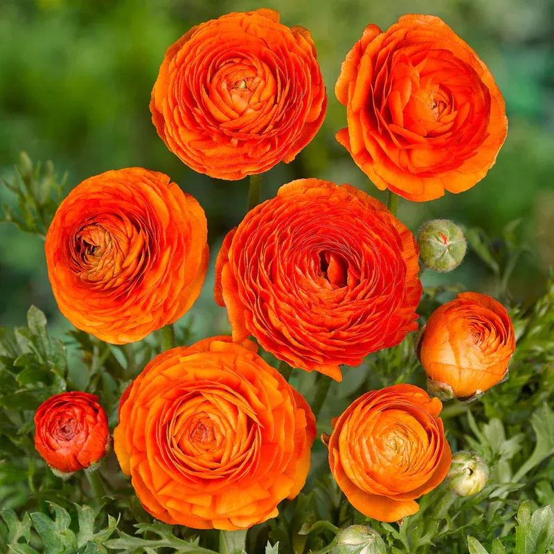 ✨Hot Selling💐Colorful Ranunculus Seeds