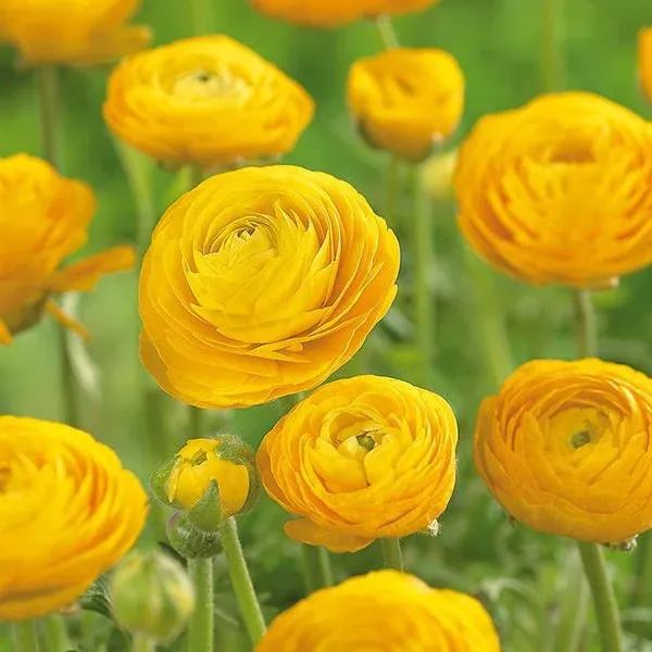 ✨Hot Selling💐Colorful Ranunculus Seeds