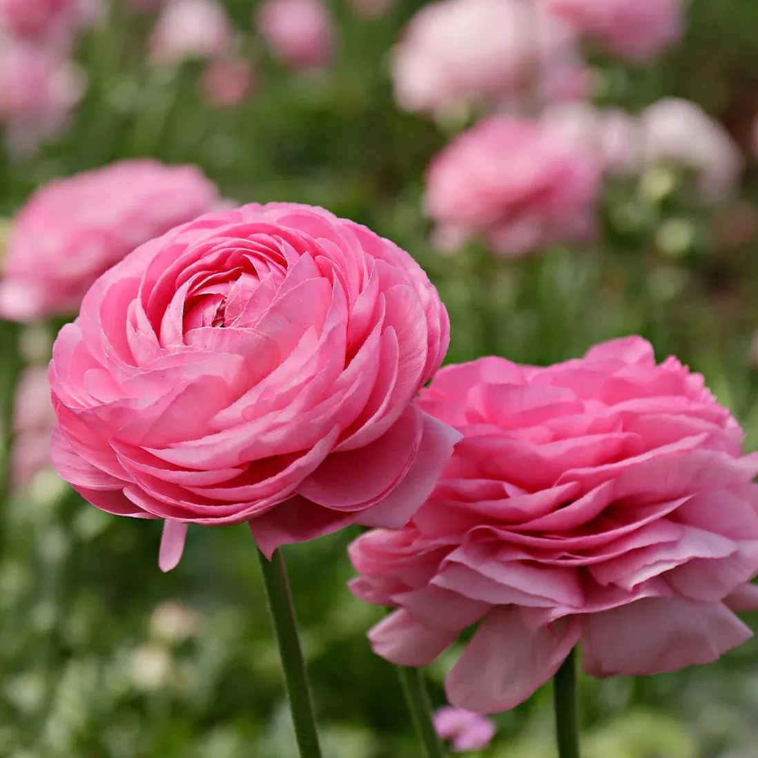 ✨Hot Selling💐Colorful Ranunculus Seeds