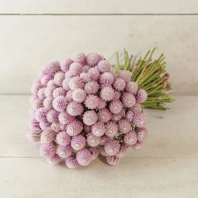 🤩New Arrival💐Gomphrena Globosa Seeds