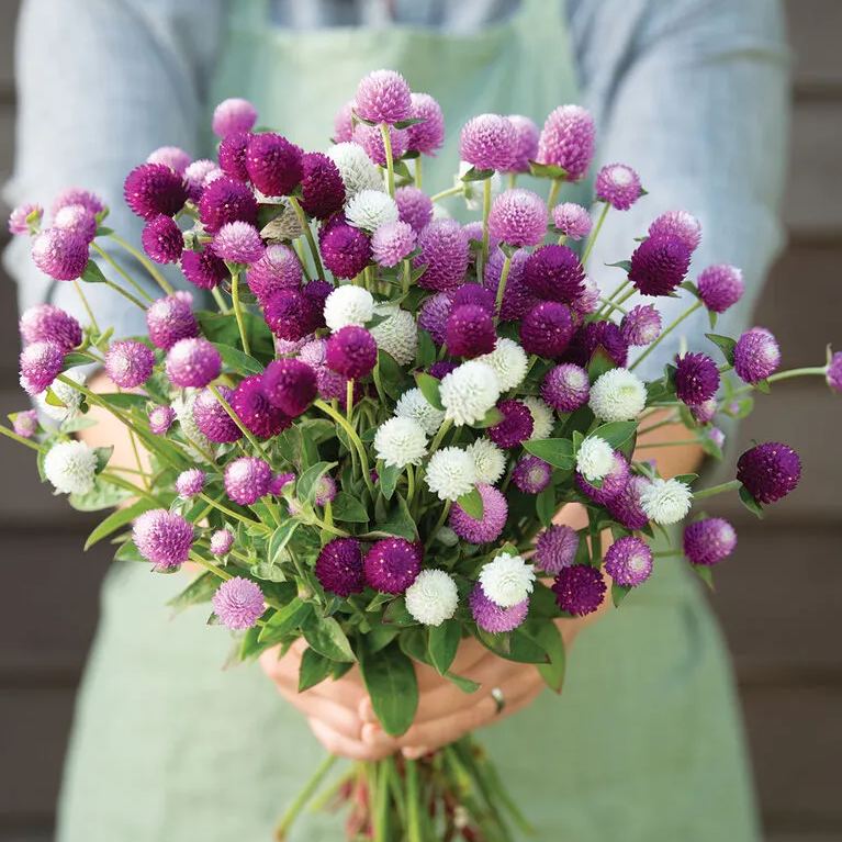 🤩New Arrival💐Gomphrena Globosa Seeds