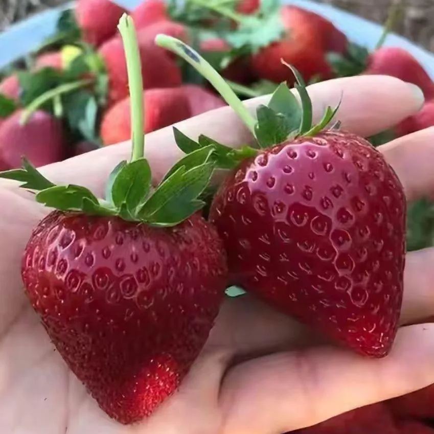 🥰New for Spring✨🍓Black Pearl Strawberry Seeds
