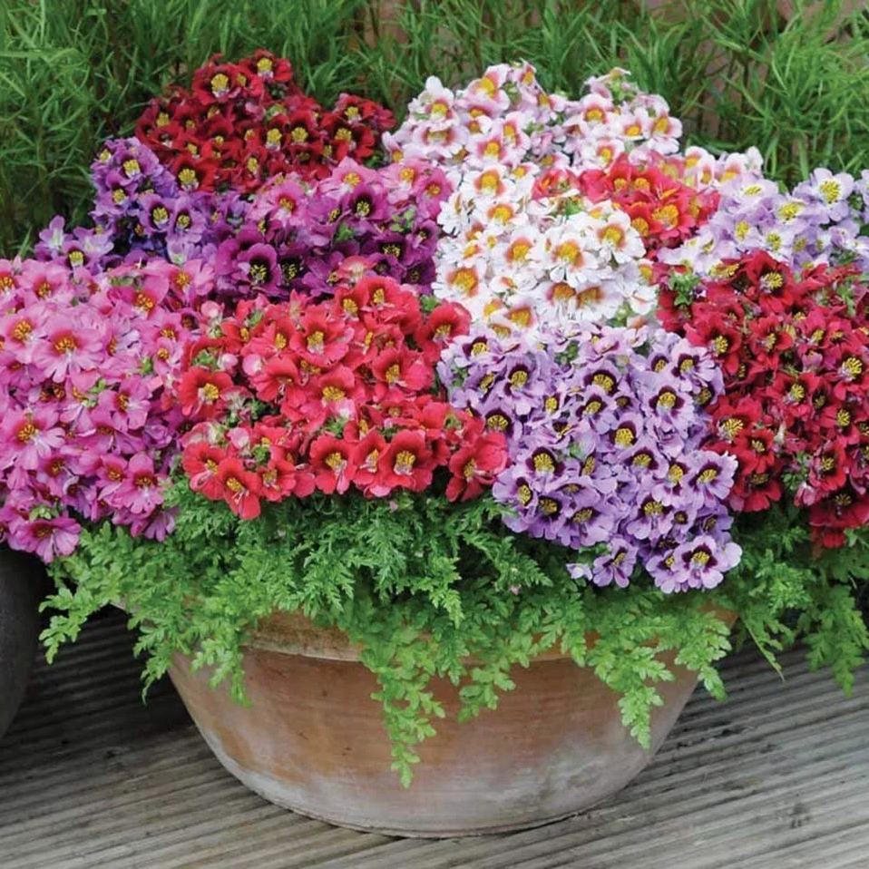 🔥Best Seller 🦋Schizanthus Angel Wings Mixed Seeds