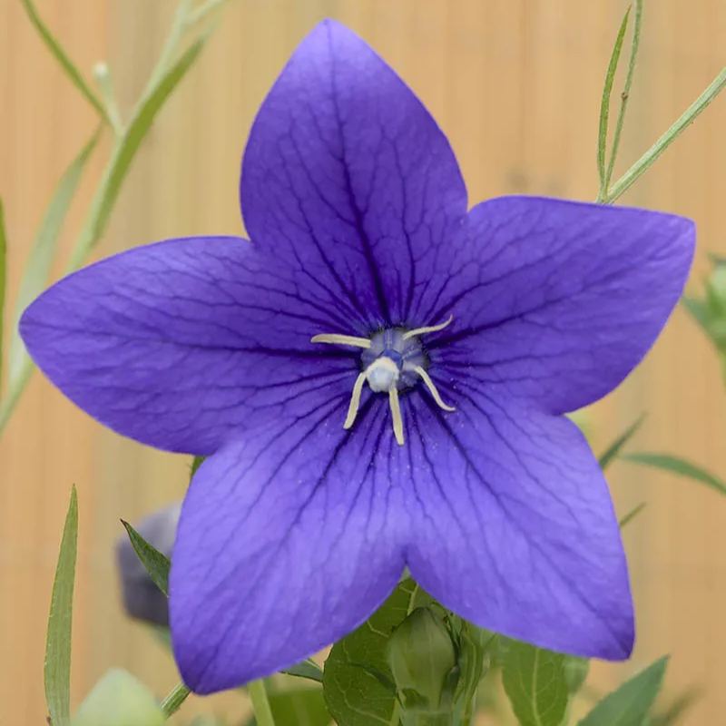 🎈Limited-time Offer💜🩵Balloon Flower Seeds