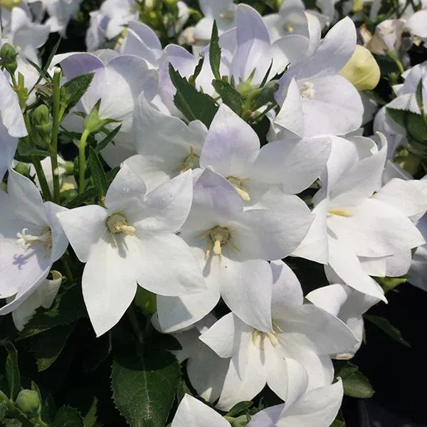 🎈Limited-time Offer💜🩵Balloon Flower Seeds