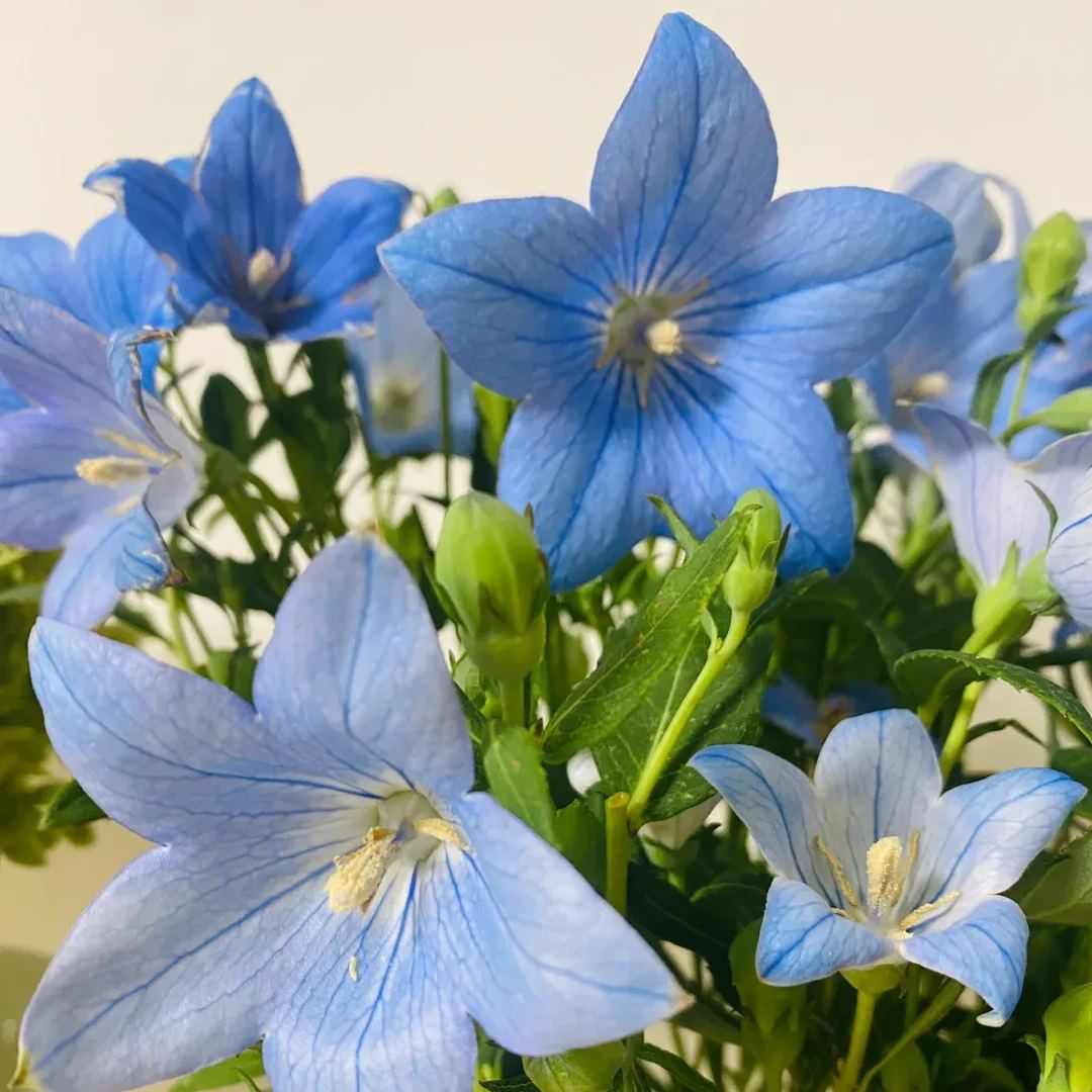 🎈Limited-time Offer💜🩵Balloon Flower Seeds