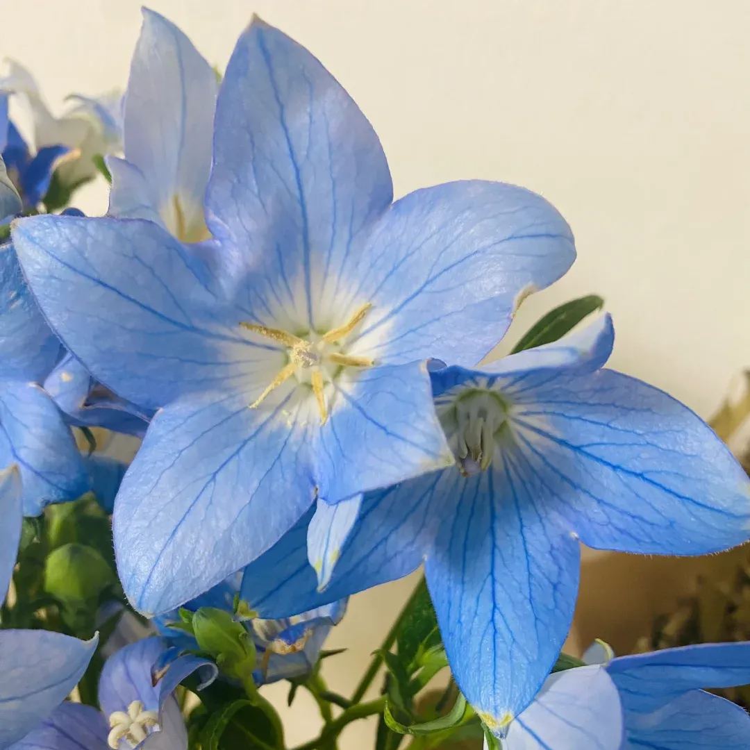 🎈Limited-time Offer💜🩵Balloon Flower Seeds