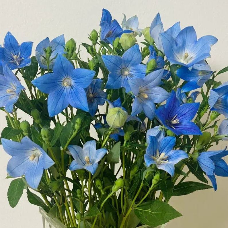 🎈Limited-time Offer💜🩵Balloon Flower Seeds