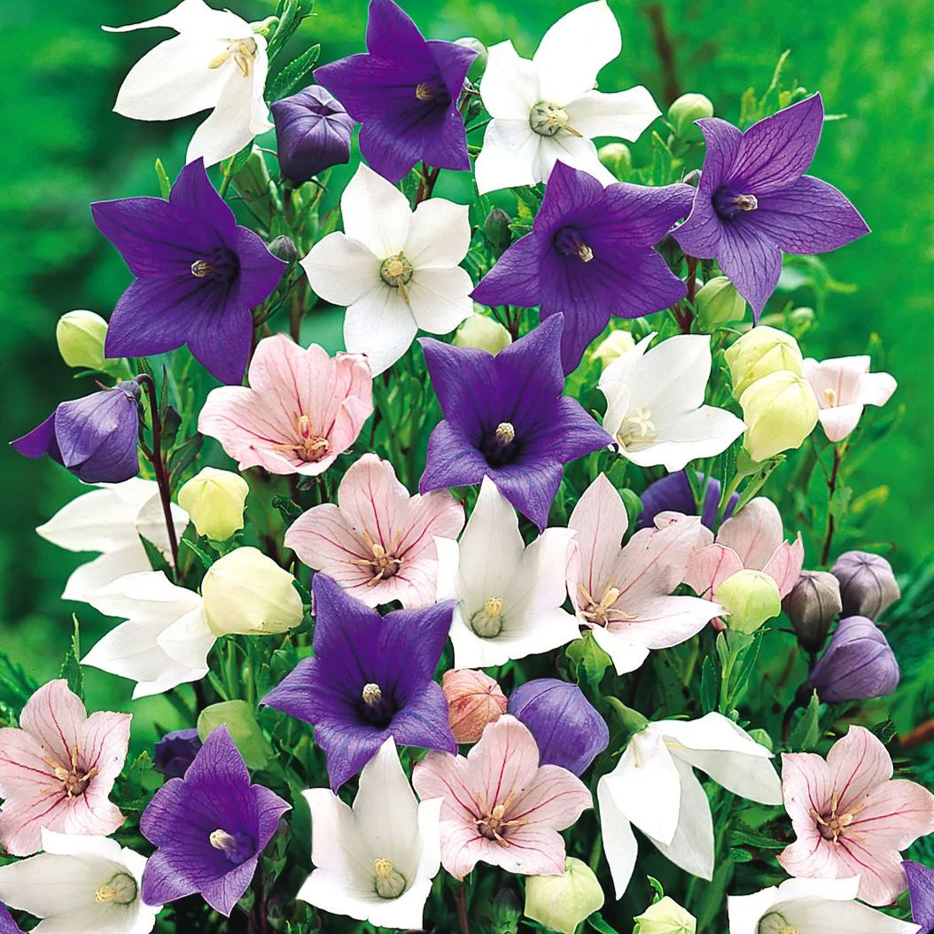 🎈Limited-time Offer💜🩵Balloon Flower Seeds