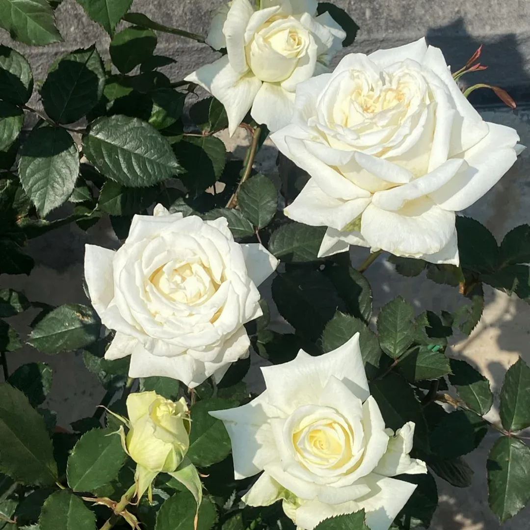 Proud white rose seed bonsai flower material-- Purity Love