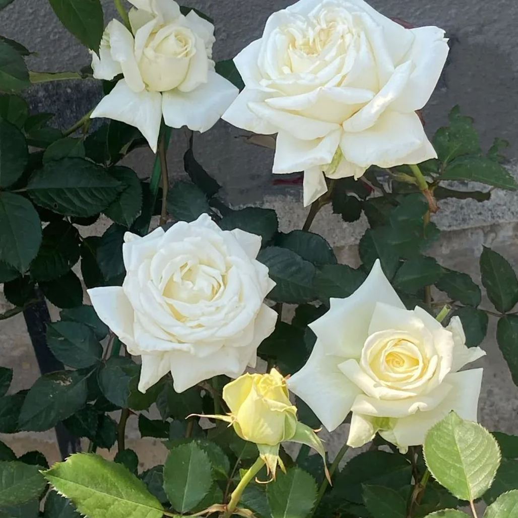 Proud white rose seed bonsai flower material-- Purity Love