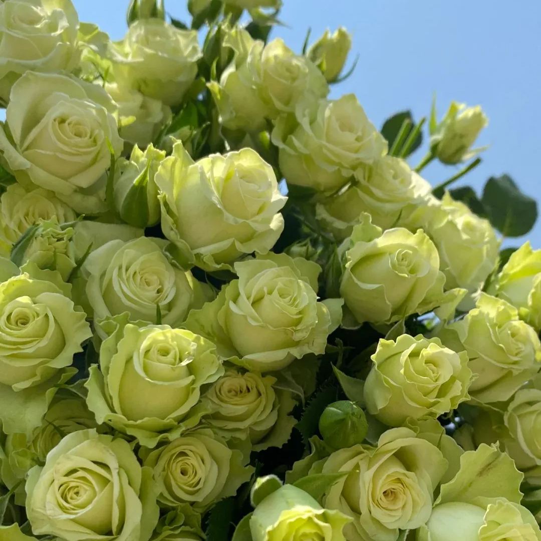 Proud white rose seed bonsai flower material-- Purity Love