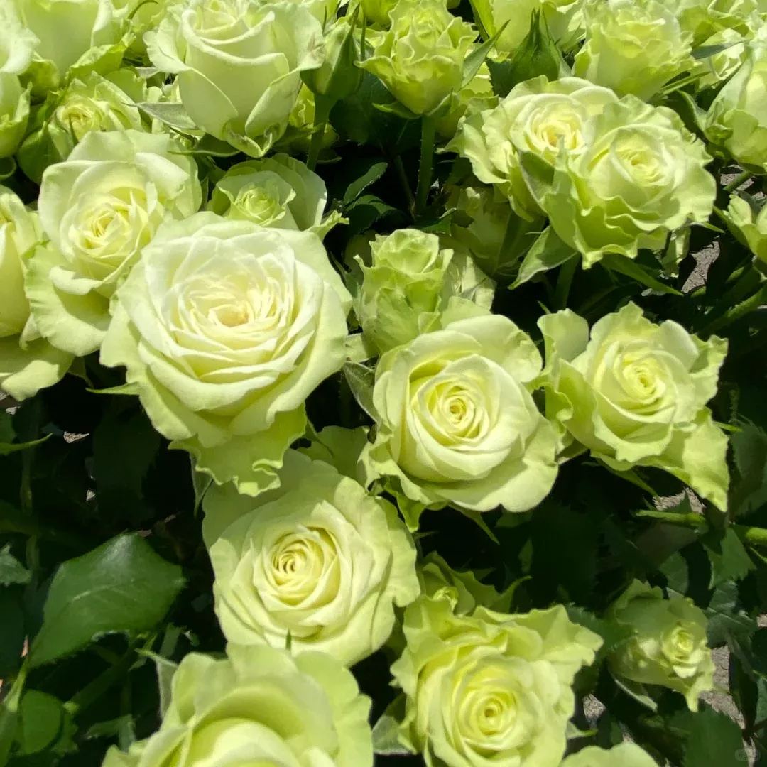 Proud white rose seed bonsai flower material-- Purity Love