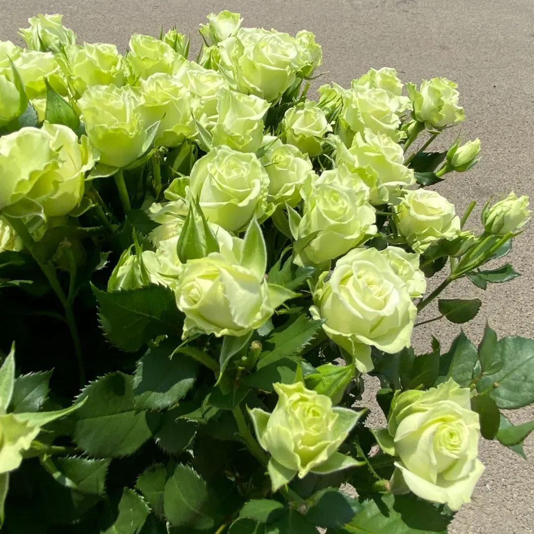 Proud white rose seed bonsai flower material-- Purity Love