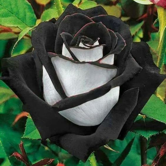 50 Pcs Black Rose Flower Colorful Rose Petals Plant Seeds for Home Garden