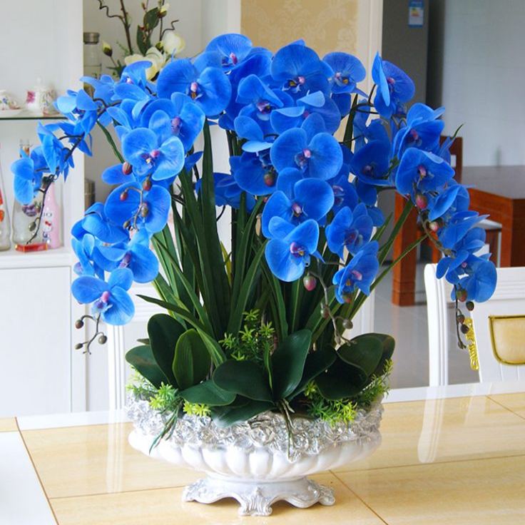 🔥2024 New🦋Phalaenopsis Orchid Flower Seeds