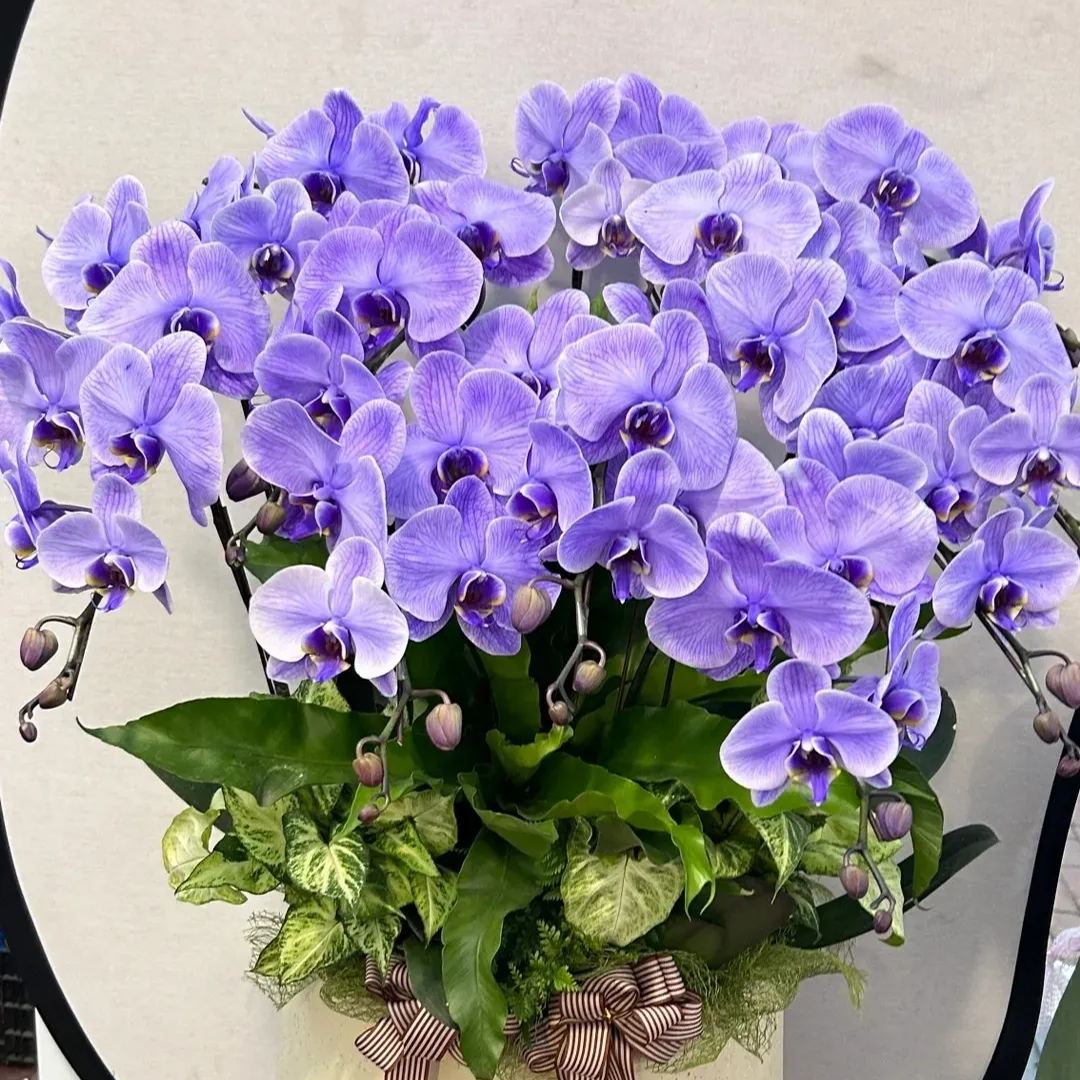 🔥2024 New🦋Phalaenopsis Orchid Flower Seeds