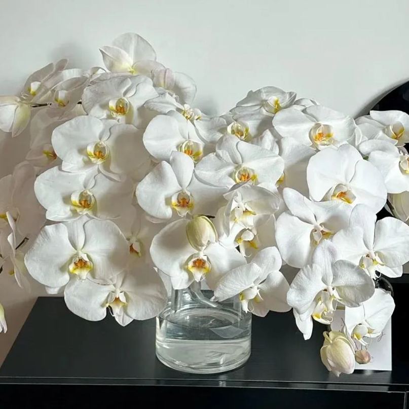 🔥2024 New🦋Phalaenopsis Orchid Flower Seeds