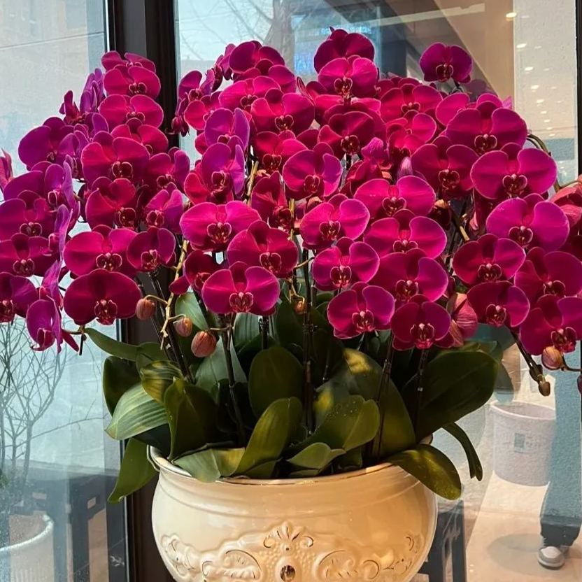 🔥2024 New🦋Phalaenopsis Orchid Flower Seeds