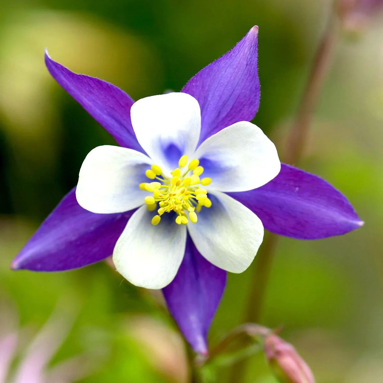 🐈‍⬛Cat's Paw Flower Seeds Columbine Seeds