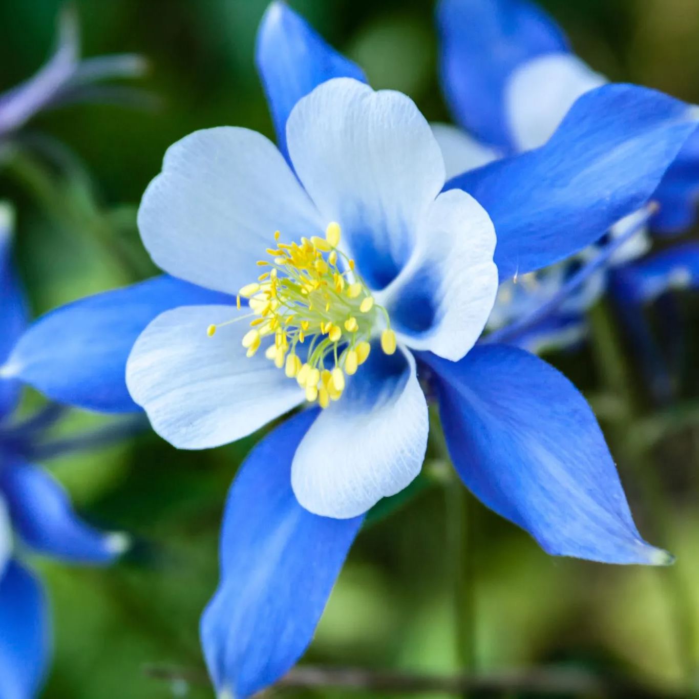 🐈‍⬛Cat's Paw Flower Seeds Columbine Seeds