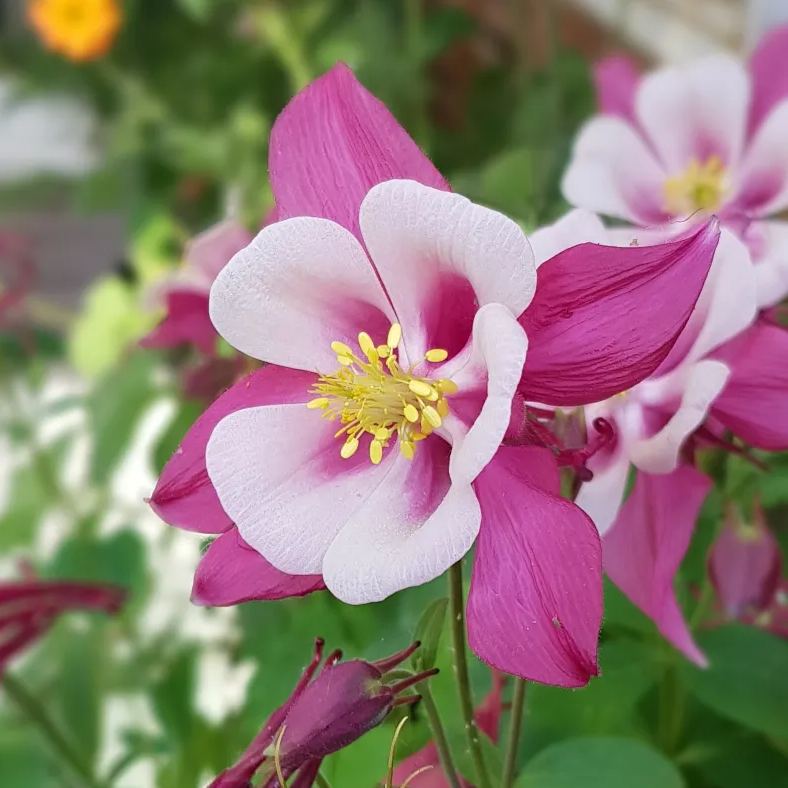 🐈‍⬛Cat's Paw Flower Seeds Columbine Seeds
