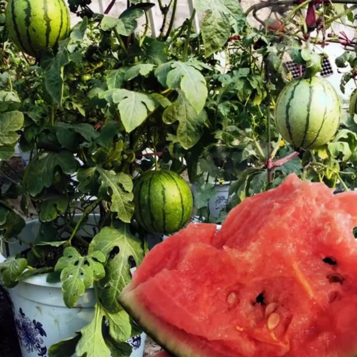 🍉Hot Selling🪴Bonsai Watermelon Seeds