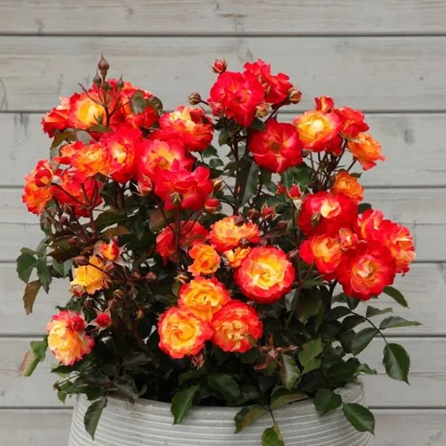 🎉56% OFF🔥Gradient flame rose