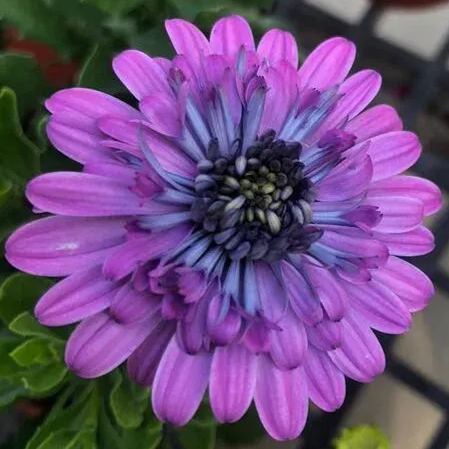 40% OFF💥🔥Blue eye chrysanthemum seeds