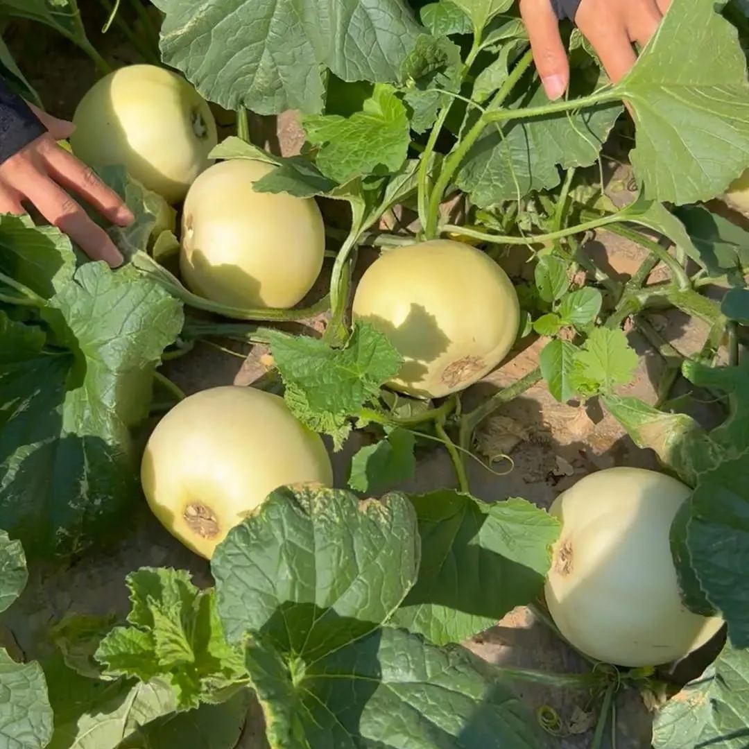 🍈New Arrival✨Sweet Melon Seeds