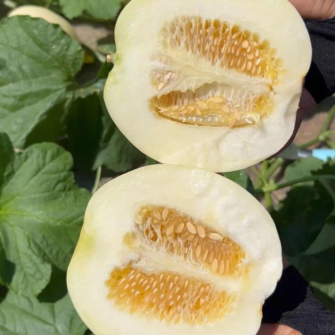 🍈New Arrival✨Sweet Melon Seeds