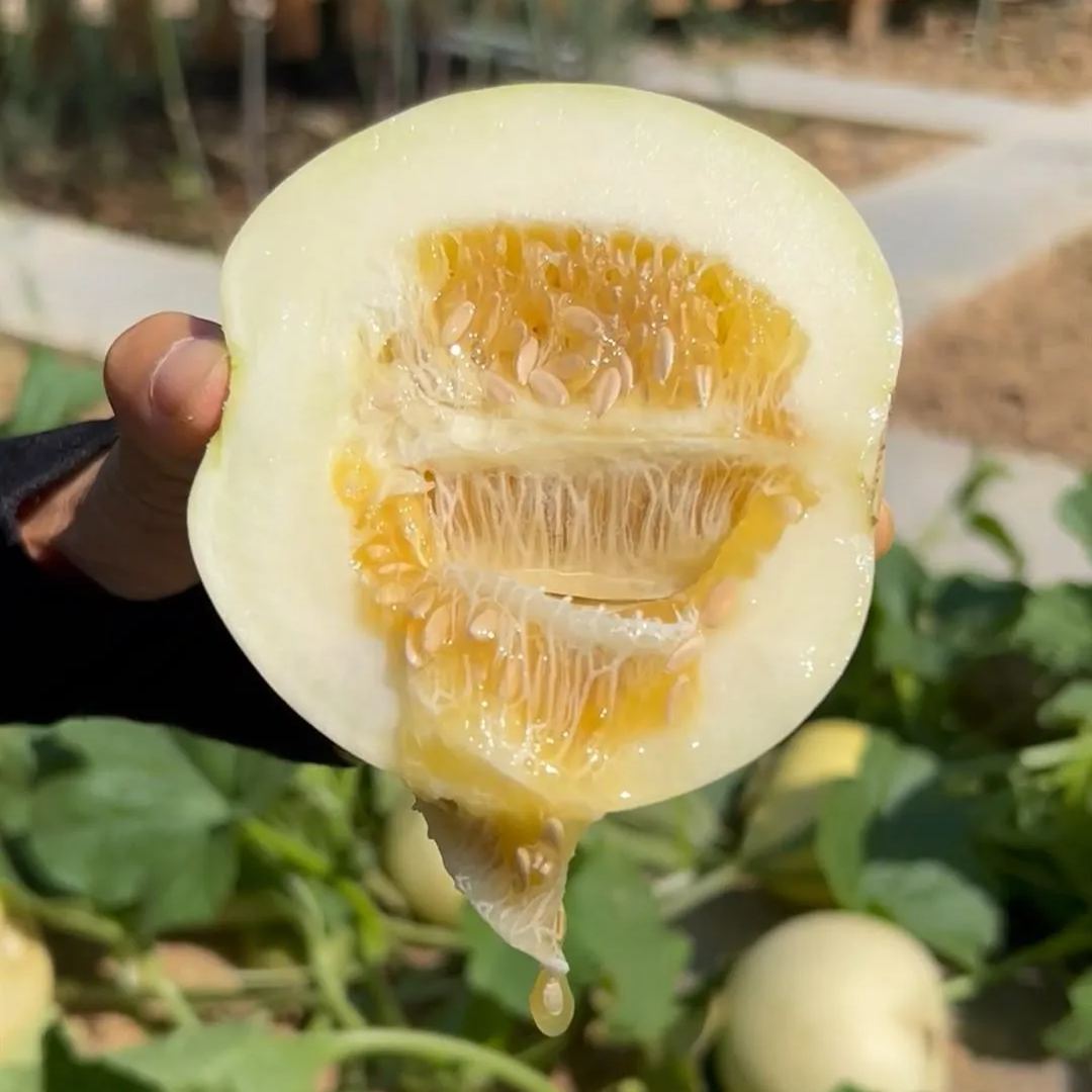 🍈New Arrival✨Sweet Melon Seeds