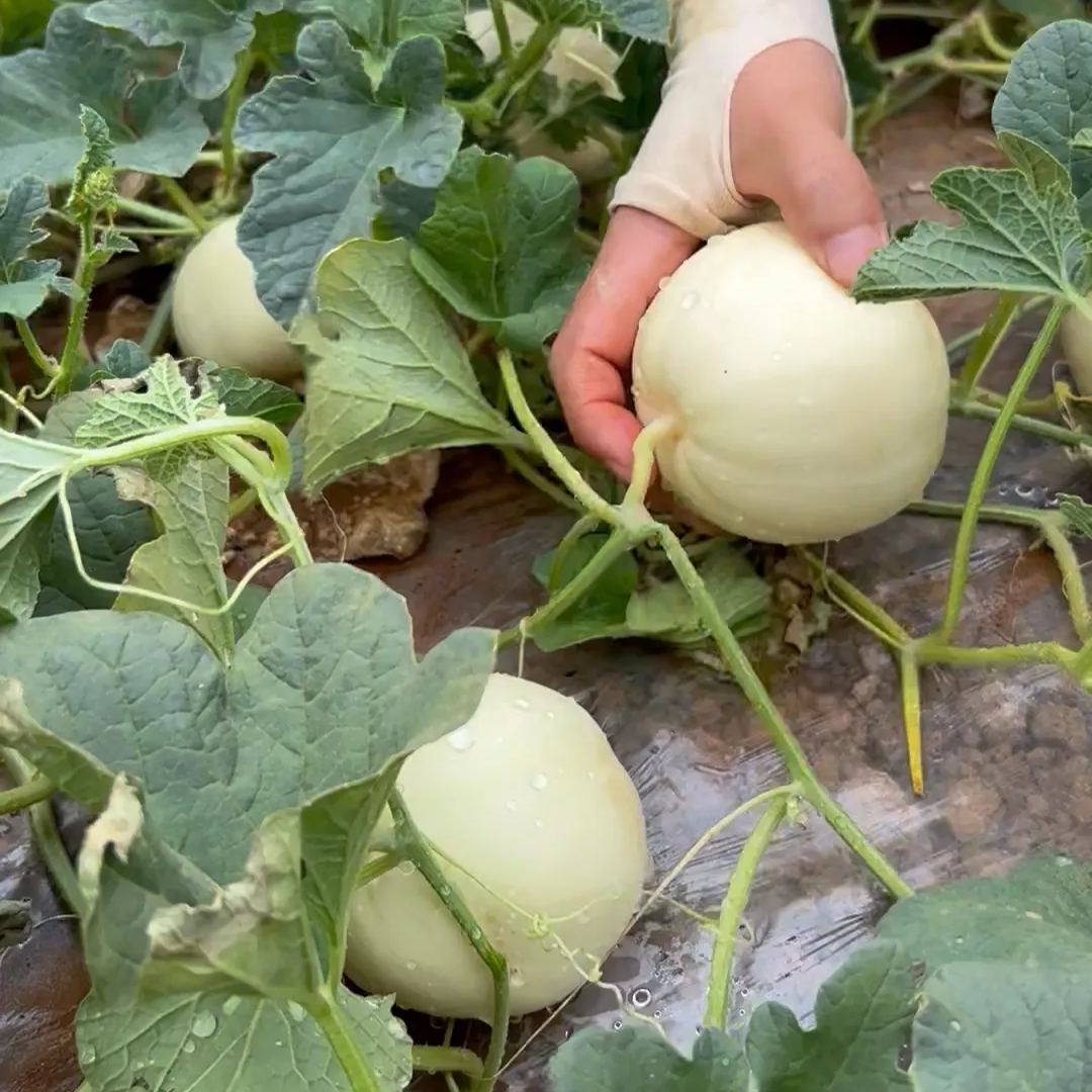 🍈New Arrival✨Sweet Melon Seeds