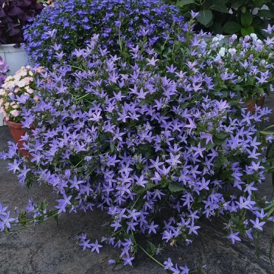 🩵✨Blue Waterfall Bellflower Seeds