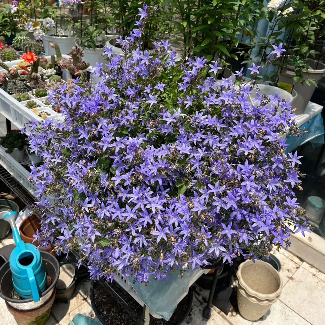 🩵✨Blue Waterfall Bellflower Seeds