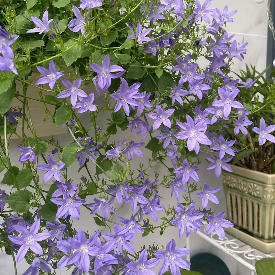 🩵✨Blue Waterfall Bellflower Seeds