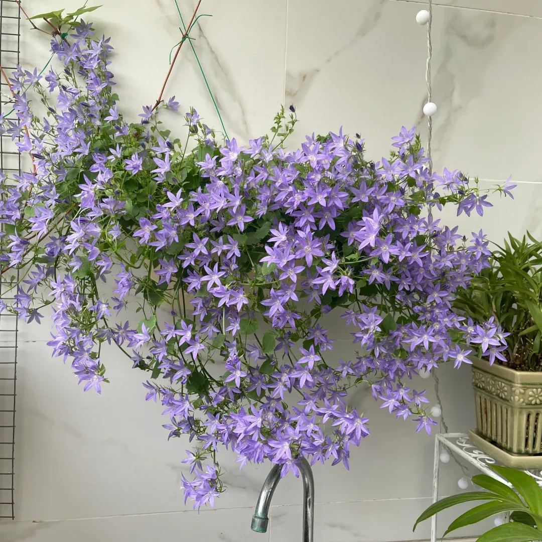 🩵✨Blue Waterfall Bellflower Seeds