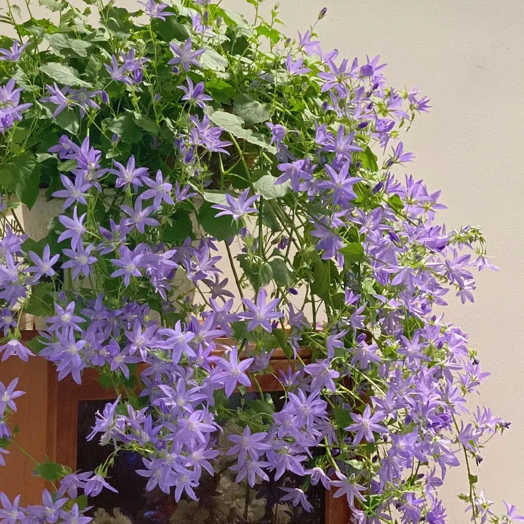 🩵✨Blue Waterfall Bellflower Seeds