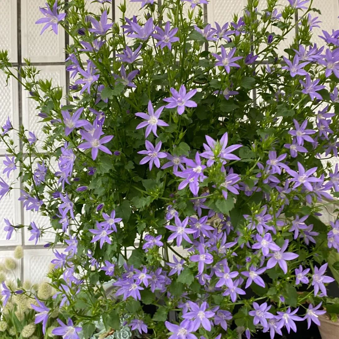 🩵✨Blue Waterfall Bellflower Seeds