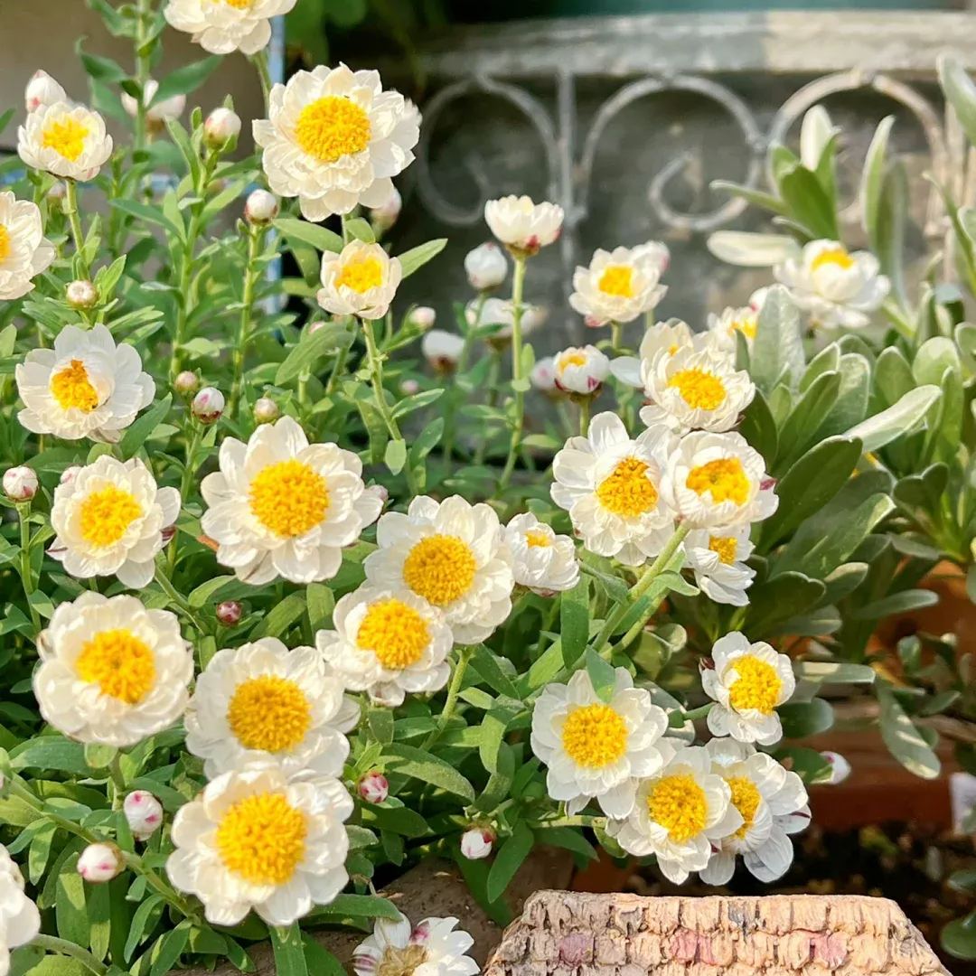🌼✨Chamomile Sunray 'Paper Baby' Seeds