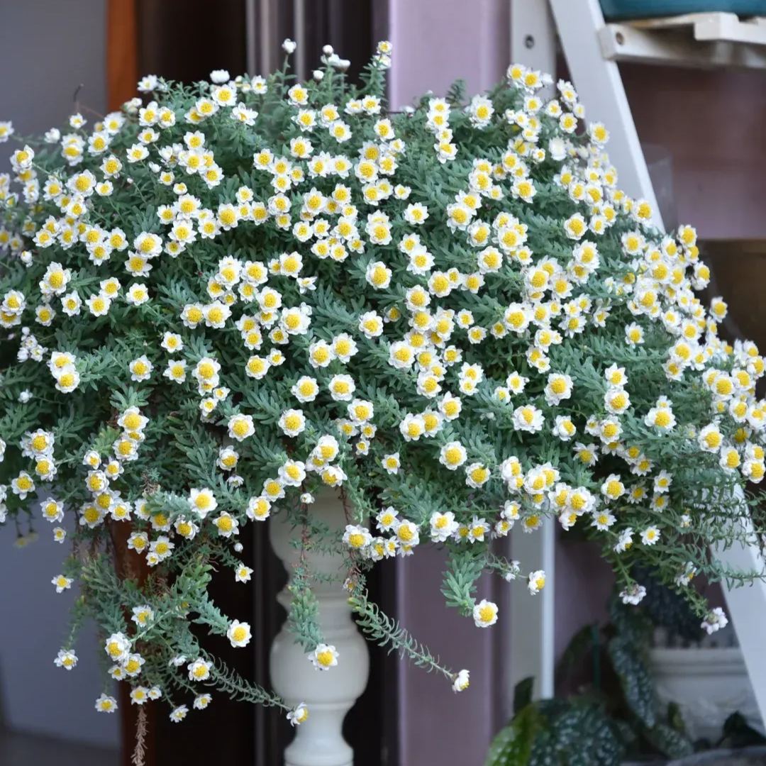 🌼✨Chamomile Sunray 'Paper Baby' Seeds